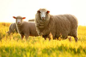 Merino sheep in a field