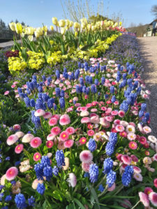 April flower displays at RHS Garden Rosemoor